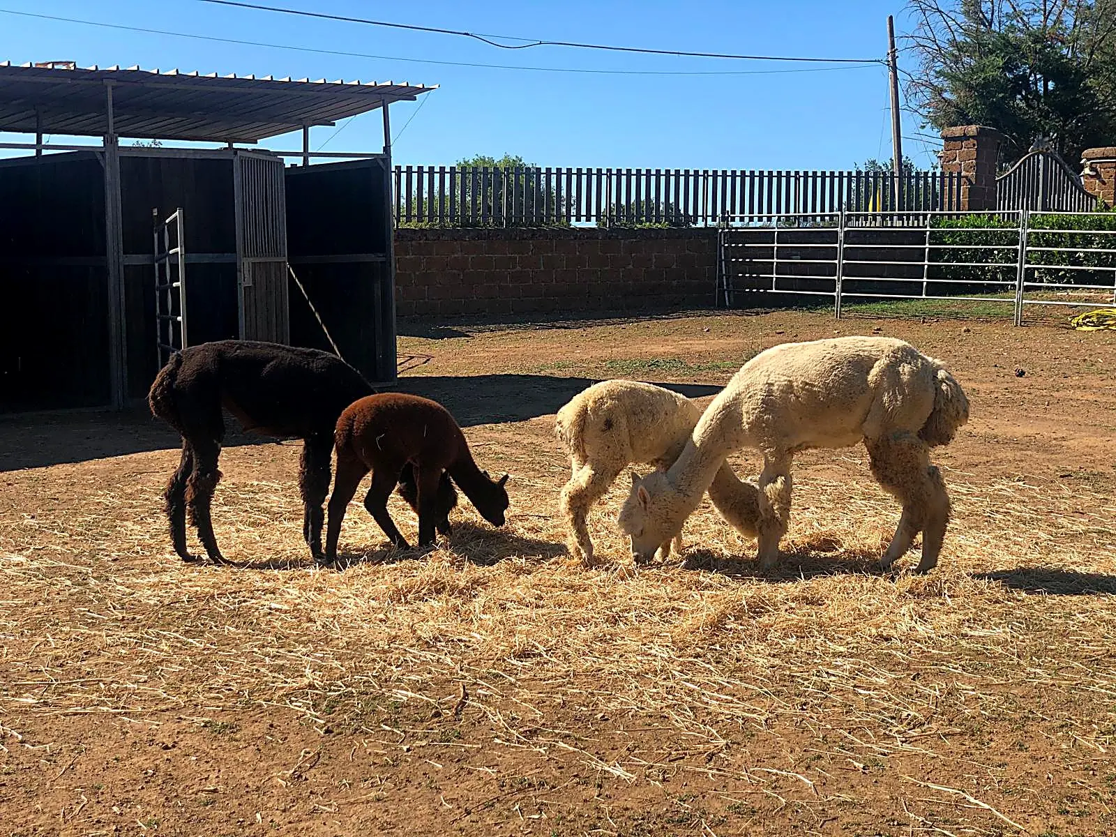 Gita in Fattoria con gli Animali